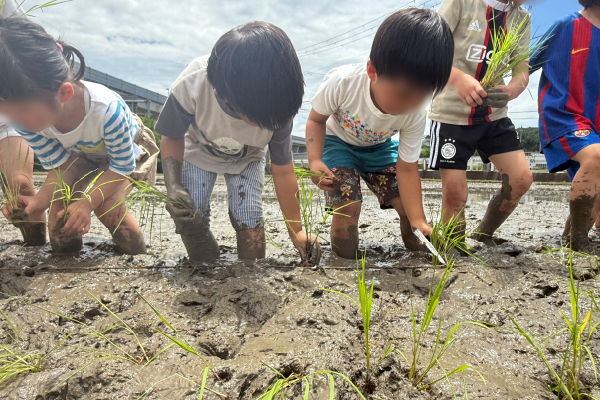 田植え体験